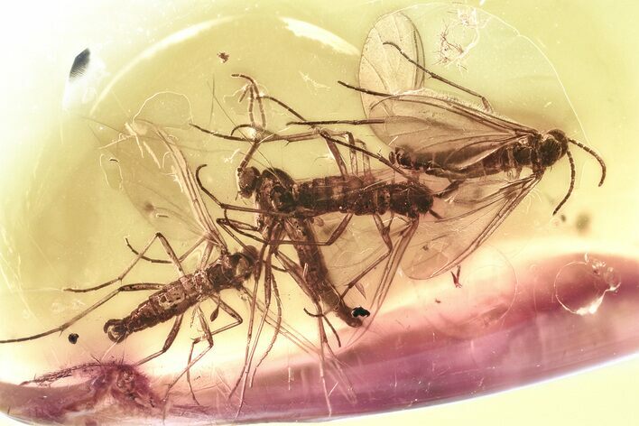 Fossil Dark-Winged Fungus Gnat Swarm (Sciaridae) In Baltic Amber #357911